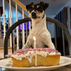 Dog Birthday Cake Kit